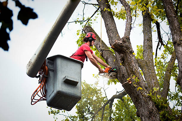 Professional  Tree Services in Lake Cherokee, TX